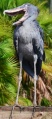 Shoebill stork.jpg